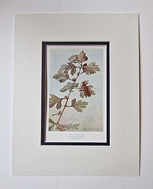Immagine del venditore per Musk Beetle on Hawthorn (1929 Lithograph Insect Print) venduto da Maynard & Bradley