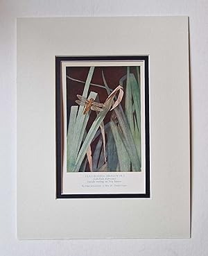 Immagine del venditore per Flat Bodied Dragonfly (1929 Lithograph Insect Print) venduto da Maynard & Bradley