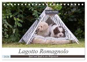 Seller image for Lagotto Romagnolo - Spiel und Spa� in der Welpenzeit (Tischkalender 2026 DIN A5 quer), CALVENDO Monatskalender : Wundersch�ne Einblicke in die Welpenstube der Lagotti. for sale by AHA-BUCH GmbH