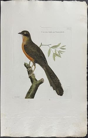 Seller image for Cuckoo for sale by Trillium Antique Prints & Rare Books