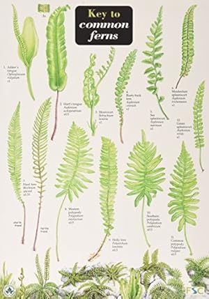 Bild des Verk�ufers f�r Key to Common Ferns zum Verkauf von Rarewaves.com USA