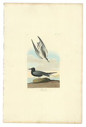 Seller image for Black Tern. Sterna Nigra. No. 56. Plate CCLXXX. for sale by Barry Lawrence Ruderman