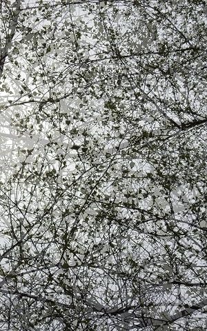 Imagen del vendedor de Small Blank Journal 15 | Branching Beauty a la venta por preigu