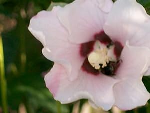 Immagine del venditore per Cicero's Pro Caelio: Advanced Placement Edition venduto da Greenworld Books