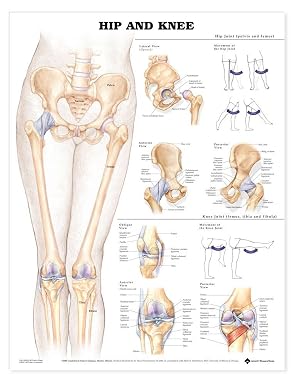 Seller image for Hip and Knee for sale by Rarewaves.com UK