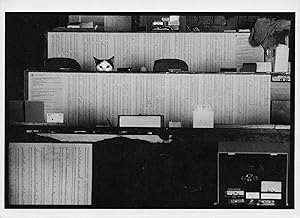 Office Working Cats Real Photo Award Comic Postcard