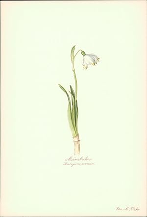 Seller image for M�rzbecher - Leucojum vernum. Druck nach Aquarell von Elsa M. Felsko. Offsetdruck. for sale by B�cher bei den 7 Bergen