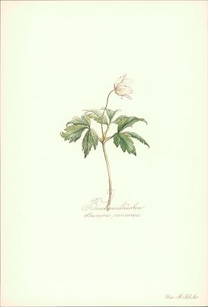 Seller image for Buschwindr�schen - Anemone nemorosa. Druck nach Aquarell von Elsa M. Felsko. Offsetdruck. for sale by B�cher bei den 7 Bergen