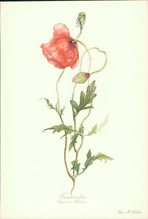 Seller image for Feuermohn - Papaver Rhoeas. Druck nach Aquarell von Elsa M. Felsko. Offsetdruck. for sale by B�cher bei den 7 Bergen