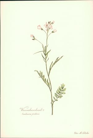 Seller image for Wiesenschaumkraut - Cardamine pratensis. Druck nach Aquarell von Elsa M. Felsko. Offsetdruck. for sale by B�cher bei den 7 Bergen