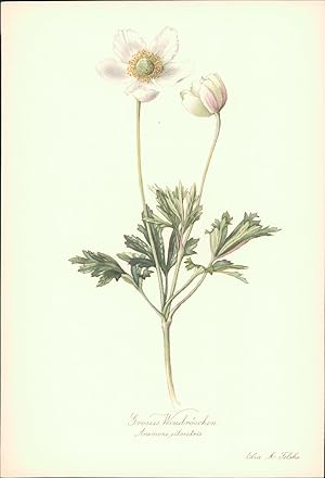 Seller image for Grosses Windr�schen - Anemone silvestris. Druck nach Aquarell von Elsa M. Felsko. Offsetdruck. for sale by B�cher bei den 7 Bergen