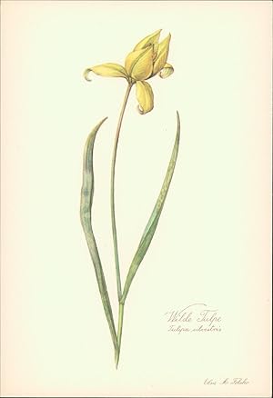 Seller image for Wilde Tulpe - Tulipa silvestris. Druck nach Aquarell von Elsa M. Felsko. Offsetdruck. for sale by B�cher bei den 7 Bergen