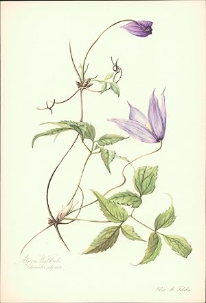 Seller image for Alpen-Waldrebe - Clematis alpina. Druck nach Aquarell von Elsa M. Felsko. Offsetdruck. for sale by B�cher bei den 7 Bergen