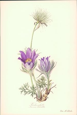 Seller image for K�chenschelle - Anemone Pulsatilla. Druck nach Aquarell von Elsa M. Felsko. Offsetdruck. for sale by B�cher bei den 7 Bergen