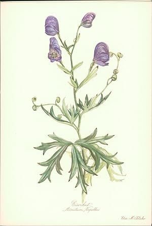 Seller image for Eisenhut - Aconitum Napellus. Druck nach Aquarell von Elsa M. Felsko. Offsetdruck. for sale by B�cher bei den 7 Bergen