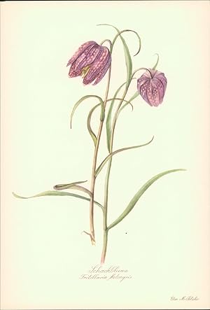 Seller image for Schachblume - Fritillaria Meleagris. Druck nach Aquarell von Elsa M. Felsko. Offsetdruck. for sale by B�cher bei den 7 Bergen