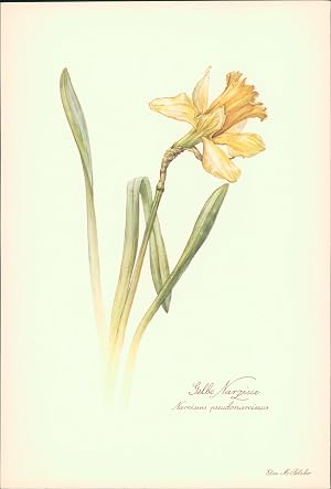Image du vendeur pour Gelbe Narzisse - Narcissus pseudonarcissus. Druck nach Aquarell von Elsa M. Felsko. Offsetdruck. mis en vente par B�cher bei den 7 Bergen