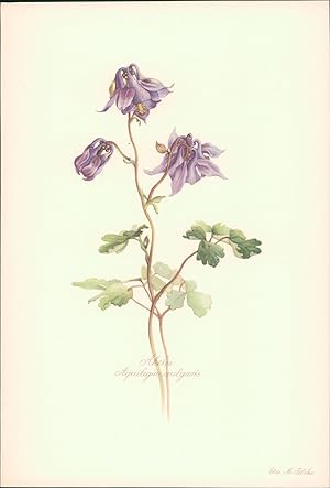Seller image for Akelei - Aquilegia vulgaris. Druck nach Aquarell von Elsa M. Felsko. Offsetdruck. for sale by B�cher bei den 7 Bergen