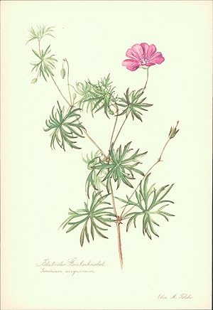 Seller image for Blutroter Storchschnabel - Geranium sanguineum. Druck nach Aquarell von Elsa M. Felsko. Offsetdruck. for sale by B�cher bei den 7 Bergen