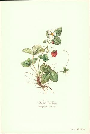 Seller image for Wald-Erdbeere - Fragaria vesca. Druck nach Aquarell von Elsa M. Felsko. Offsetdruck. for sale by B�cher bei den 7 Bergen