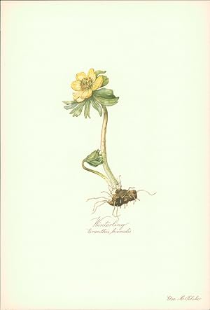 Seller image for Winterling - Eranthis hiemalis. Druck nach Aquarell von Elsa M. Felsko. Offsetdruck. for sale by B�cher bei den 7 Bergen