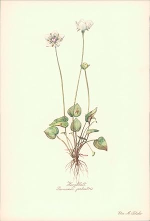 Seller image for Herzblatt - Parnassia palustris. Druck nach Aquarell von Elsa M. Felsko. Offsetdruck. for sale by B�cher bei den 7 Bergen