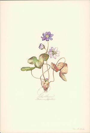 Seller image for Leberblume - Anemone hepatica. Druck nach Aquarell. von Elsa M. Felsko. Offsetdruck. for sale by B�cher bei den 7 Bergen