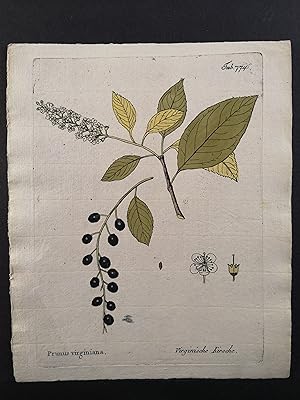Seller image for Kupferstich v. 1798. Prunus virginiana Die Virginische Kirsche for sale by ANTIQUARIAT Franke BRUDDENBOOKS