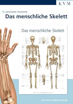 Image du vendeur pour Anatomie Lernposter: Das menschliche Skelett mis en vente par CSG Onlinebuch GMBH