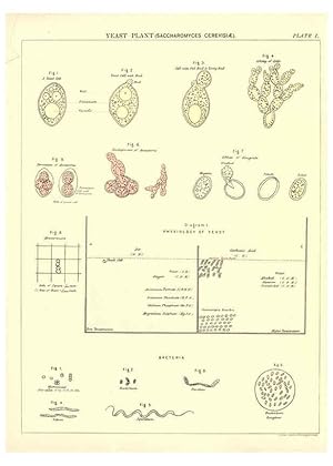 Bild des Verk�ufers f�r Reproducci�n/Reproduction 6441471133: Biological atlas: a guide to the practical study of plants and animals Edinburgh,W. & A. K. Johnston,1880 zum Verkauf von El Boletin