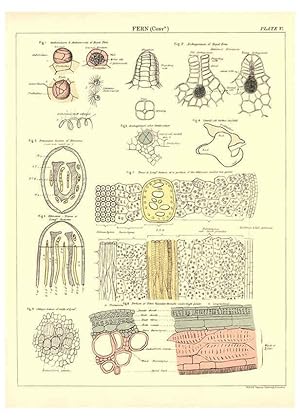 Bild des Verk�ufers f�r Reproducci�n/Reproduction 6441472649: Biological atlas: a guide to the practical study of plants and animals Edinburgh,W. & A. K. Johnston,1880 zum Verkauf von El Boletin