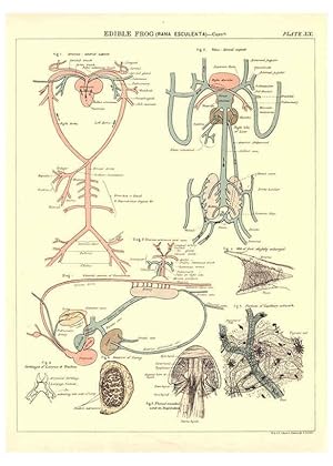 Bild des Verk�ufers f�r Reproducci�n/Reproduction 6441477505: Biological atlas: a guide to the practical study of plants and animals Edinburgh,W. & A. K. Johnston,1880 zum Verkauf von El Boletin