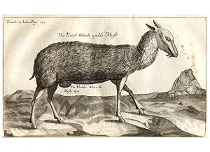 Seller image for Reproducci�n/Reproduction 7361757636: The six voyages of John Baptista Tavernier /. London :Printed for R.L. and M.P.,1678. for sale by El Boletin