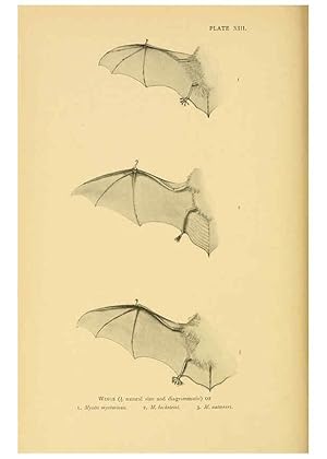 Bild des Verk�ufers f�r Reproducci�n/Reproduction 6383352531: A history of British mammals. v.1. London :Gurney and Jackson,1910-1921 zum Verkauf von El Boletin