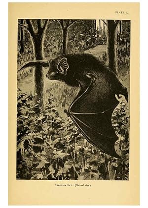 Bild des Verk�ufers f�r Reproducci�n/Reproduction 6383351415: A history of British mammals. v.1. London :Gurney and Jackson,1910-1921 zum Verkauf von El Boletin