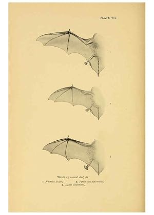 Bild des Verk�ufers f�r Reproducci�n/Reproduction 6383348605: A history of British mammals. v.1. London :Gurney and Jackson,1910-1921 zum Verkauf von El Boletin