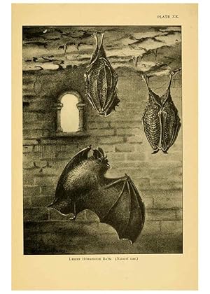 Bild des Verk�ufers f�r Reproducci�n/Reproduction 6383355143: A history of British mammals. v.1. London :Gurney and Jackson,1910-1921 zum Verkauf von El Boletin