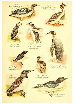 Bild des Verk�ufers f�r Reproducci�n/Reproduction 6021705733: A book of birds London,Sidney Appleton,1908 zum Verkauf von El Boletin