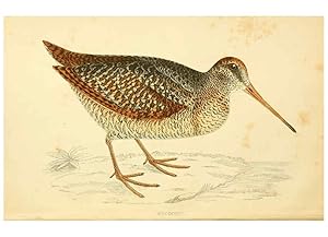 Bild des Verk�ufers f�r Reproducci�n/Reproduction 6008470981: A history of British birds. v.6 London,Groombridge and Sons,[1862?-1867?] zum Verkauf von El Boletin