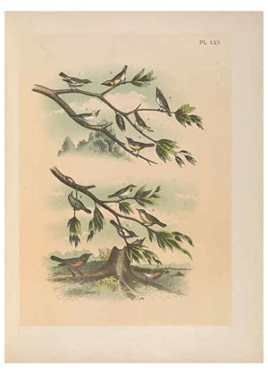 Bild des Verk�ufers f�r Reproducci�n/Reproduction 6022148447: The birds of North America New York :Published under the auspices of the Natural Science Association of America,1903 zum Verkauf von El Boletin