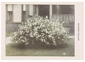 Seller image for Reproducci�n/Reproduction 49831187871: Descriptive plate-book. Newark, N.Y. :Knight & Bostwick,[19--]. for sale by El Boletin