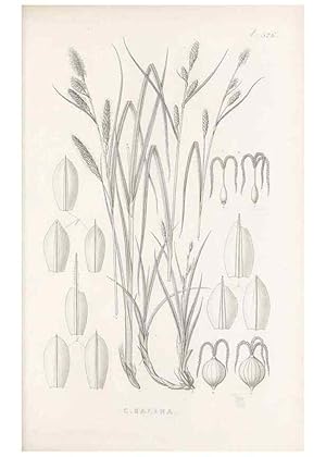 Immagine del venditore per Reproducci�n/Reproduction 48683530057: Illustrations of the genus Carex. London :William Pamplin,1858-1867. venduto da El Boletin