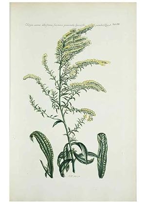 Bild des Verk�ufers f�r Reproducci�n/Reproduction 29929575950: Illustrationes florae novae hollandiae, sive icones generum quae in prodromo florae novae hollandiae et insulae van diemen descripsit robertus brown. Londini :Veneunt apud auctorem,1813 zum Verkauf von El Boletin