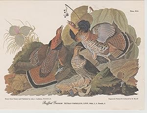 Seller image for The Birds of America postcards (7) lithographs 6X8 inches for sale by ALEXANDER POPE