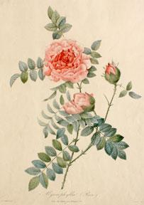 Image du vendeur pour Mycrophylla. (Rose). mis en vente par Wittenborn Art Books