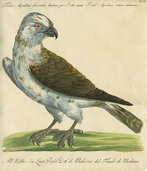 Imagen del vendedor de Falco Aquilino divenuto bianco per l'eta, Plate XLIII, engraving from "Storia naturale degli uccelli trattata con metodo e adornata di figure intagliate in rame e miniate al naturale" a la venta por Antipodean Books, Maps & Prints, ABAA