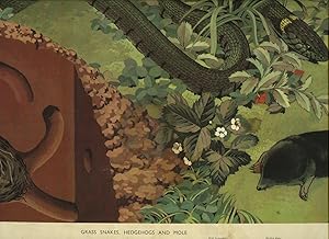 Immagine del venditore per Macmillan's Useful Animals of the World Picture No. 10 Grass Snakes, Hedgehogs and Mole venduto da Little Stour Books PBFA Member