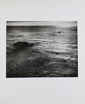 Bild des Verkufers fr My Camera on Point Lobos. 30 Photographs and Excerpts From E. W.'S Daybook zum Verkauf von James Cummins Bookseller, ABAA
