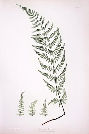 Seller image for Lastrea dilatata Chanteriae [Broad Prickly-toothed Buckler Fern] for sale by Donald A. Heald Rare Books (ABAA)