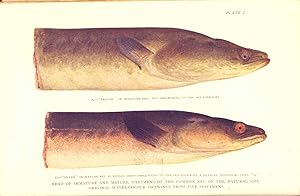 Bild des Verk�ufers f�r Science from an easy chair. [Science and practice -- University training -- Darwin's theory -- Darwin's discoveries -- Darwin's theory unshaken -- Metchnikoff and Tolstoi -- The land of azure blue -- Fresh-water jelly-fishes -- The story of the common eel -- Modern horses and their ancestors -- A rival of the fabled upas tree -- Poisons and stings of plants and animals -- The dragon : A fancy or a fact -- Oysters - - Maternal care and molluscs -- The heart's beat -- Sleep -- The universal structure of living things -- Protoplasm, life and death -- Chemistry and protoplasm -- The simplest living things -- Tadpoles and frogs -- About the stars -- Comets -- About cholera -- Sea-breezes, mountain air and ozone -- Oxygen gas for athletes] zum Verkauf von Joseph Valles - Books